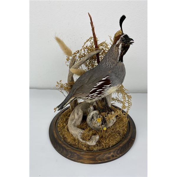 California Quail Taxidermy in Dome