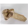 Image 1 : Ancient Montana Buffalo Vertebrae with Arrowhead