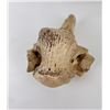 Image 8 : Ancient Montana Buffalo Vertebrae with Arrowhead