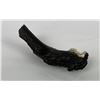 Image 2 : Fossil Whitetail Deer Horn with Crustacean Florida