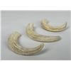 Image 2 : Lot of 3 African Warthog Tusks Shot by Gene