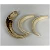 Image 2 : Lot of 3 African Warthog Tusks Shot by Gene