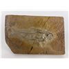 Image 1 : Green River Formation Fish Fossil