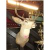 Image 1 : Taxidermy Deer Head Trophy
