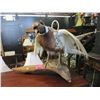 Image 1 : Taxidermy Pheasant on Driftwood