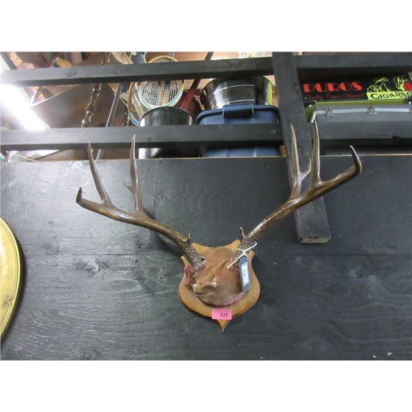 24" Rack of Mounted Deer Antlers