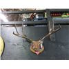 Image 1 : 24" Rack of Mounted Deer Antlers