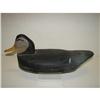 Image 2 : EASTERN SHORE OF VIRGINIA BLACK DUCK DECOY