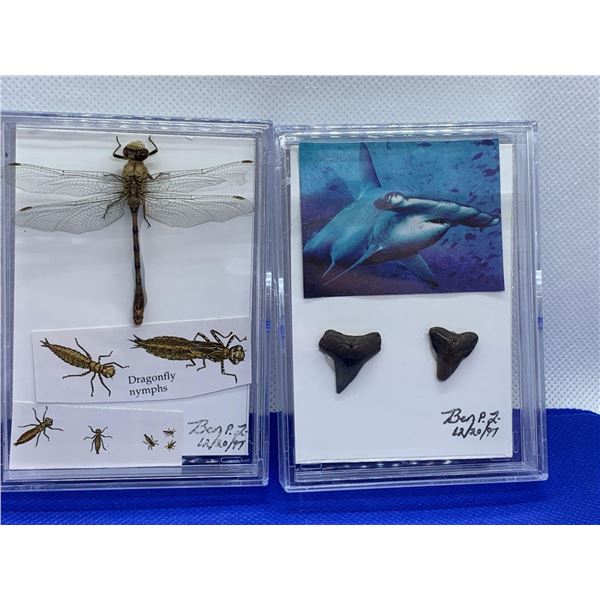 Lot of 2 - Mounted Dragonfly and set of authentic sharks teeth in acrylic case.