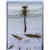 Image 2 : Lot of 2 - Mounted Dragonfly and set of authentic sharks teeth in acrylic case.