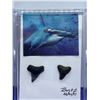 Image 3 : Lot of 2 - Mounted Dragonfly and set of authentic sharks teeth in acrylic case.