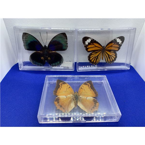 Lot of 3 Mounted and cased butterflies