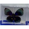 Image 2 : Lot of 3 Mounted and cased butterflies