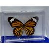 Image 3 : Lot of 3 Mounted and cased butterflies