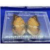 Image 4 : Lot of 3 Mounted and cased butterflies