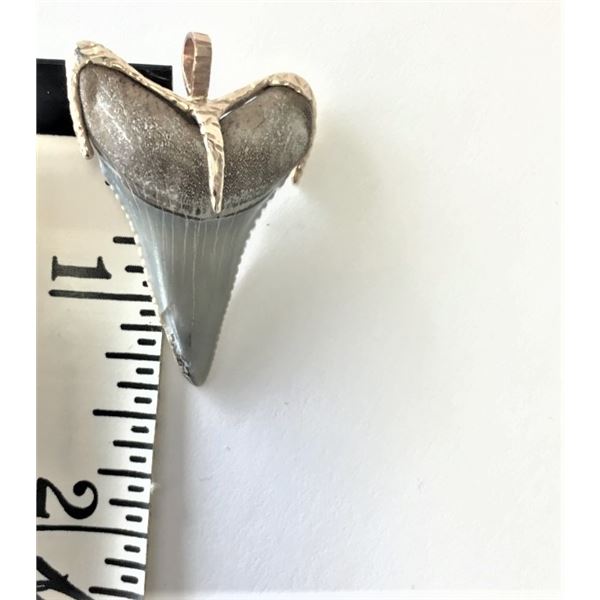 Shark Tooth Pendant