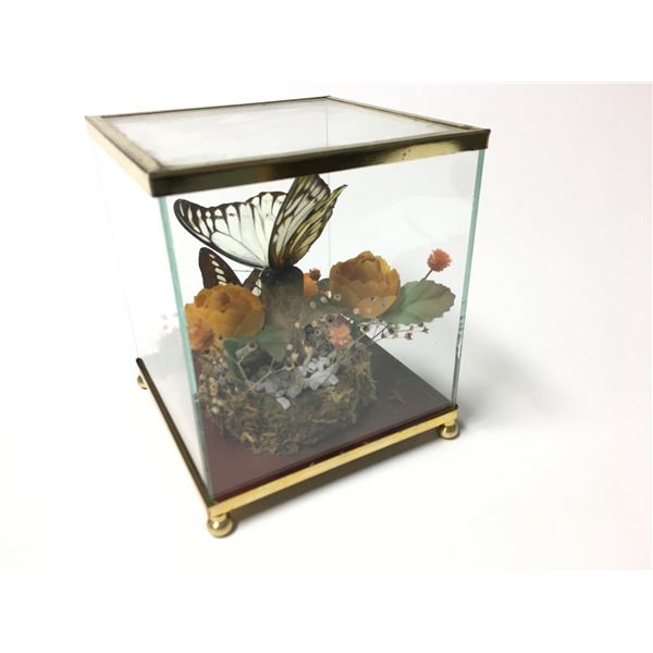Vintage Real Butterfly Display Taxidermy Mixed Mounted Butterflies Glass Box