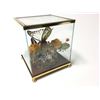 Image 1 : Vintage Real Butterfly Display Taxidermy Mixed Mounted Butterflies Glass Box