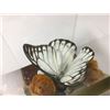 Image 2 : Vintage Real Butterfly Display Taxidermy Mixed Mounted Butterflies Glass Box