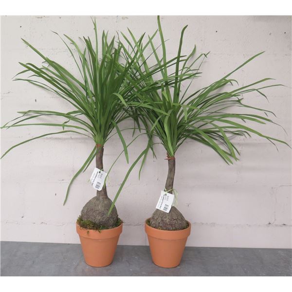 Qty 2 Artificial Ponytail Palms in Terra Cotta Pots (Retail $129 each) 36"H