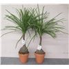 Image 1 : Qty 2 Artificial Ponytail Palms in Terra Cotta Pots (Retail $129 each) 36"H