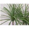 Image 2 : Qty 2 Artificial Ponytail Palms in Terra Cotta Pots (Retail $129 each) 36"H