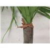 Image 8 : Qty 2 Artificial Ponytail Palms in Terra Cotta Pots (Retail $129 each) 36"H