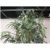 Image 2 : Very Tall Artificial Palm Tree 103" Tall