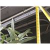 Image 8 : Very Tall Artificial Palm Tree 103" Tall