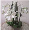 Image 1 : Winward Home Artificial White Orchid Fabric Plant in Bowl Base 31"H