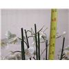 Image 9 : Winward Home Artificial White Orchid Fabric Plant in Bowl Base 31"H