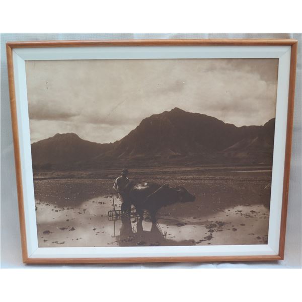 Black & White Water Buffalo Print Matted in Wooden Frame 31"x26"