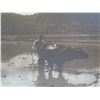 Image 2 : Black & White Water Buffalo Print Matted in Wooden Frame 31"x26"