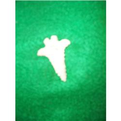 Native American Pine Tree Point