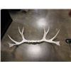 Image 2 : 42" wide moose antlers