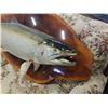 Image 2 : Mounted spring salmon on burl 48" long
