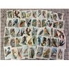 Image 1 : LOT OF VINTAGE USEFUL BIRDS OF AMERICA CARDS