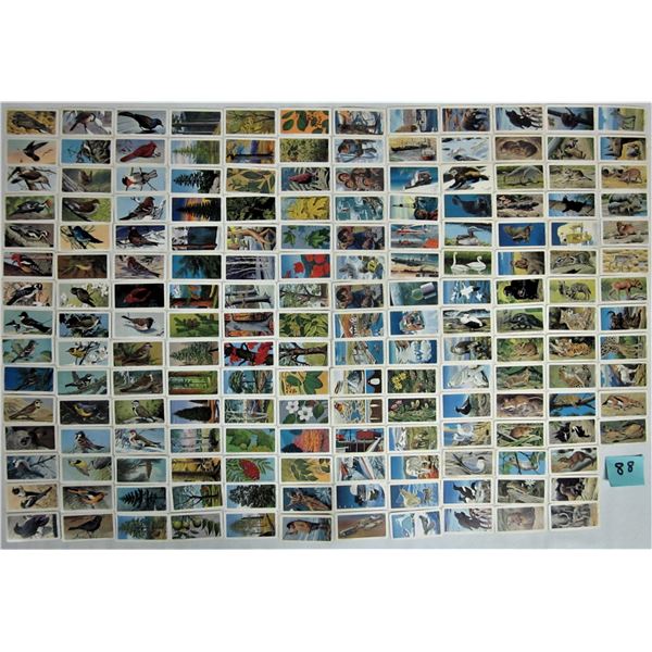 1960's-70's Brooke Bond Red Rose Tea/Blue Ribbon cards - no doubles