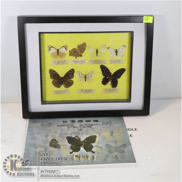 RARE ANTIQUE JAPANESE PRESSED BUTTERFLY COLLECTION AUTHENTICITY INSURED WITH PIC OF EXACT COLLECTION