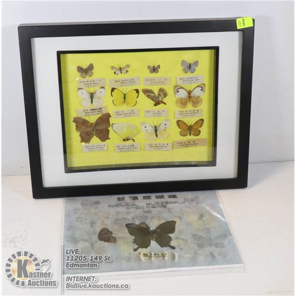 RARE ANTIQUE JAPANESE PRESSED BUTTERFLY COLLECTION AUTHENTICITY INSURED WITH PIC OF EXACT COLLECTION