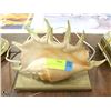 Image 1 : VINTAGE CONCH SHELL TABLE LAMP