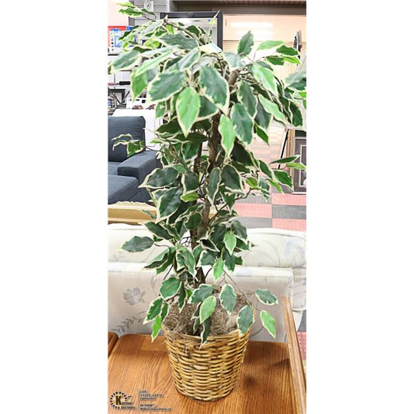 SILK FIG TREE, APPROX 40 INCH TALL
