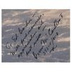 Image 2 : Bruce McCandless Signed Photograph