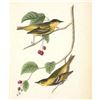 Image 2 : c1946 Audubon Print, #60 Carbonated Warbler
