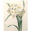 Image 1 : After Pierre-Jospeh Redoute, Floral Print, #84 Narcisse a plusieurs fleurs Var. ( Dafodil )