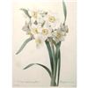 Image 2 : After Pierre-Jospeh Redoute, Floral Print, #84 Narcisse a plusieurs fleurs Var. ( Dafodil )