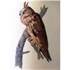 Image 2 : c1946 Audubon Print, #383 Long-Eared Owl