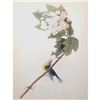Image 2 : c1946 Audubon Print, #119 Yellow-Throated Vireo