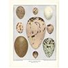 Image 2 : Eggs of American Birds, Plate #1