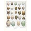 Image 2 : Eggs of American Birds, Plate #2